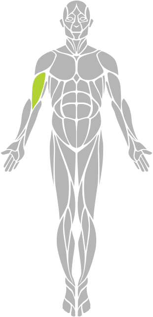 body-diagram